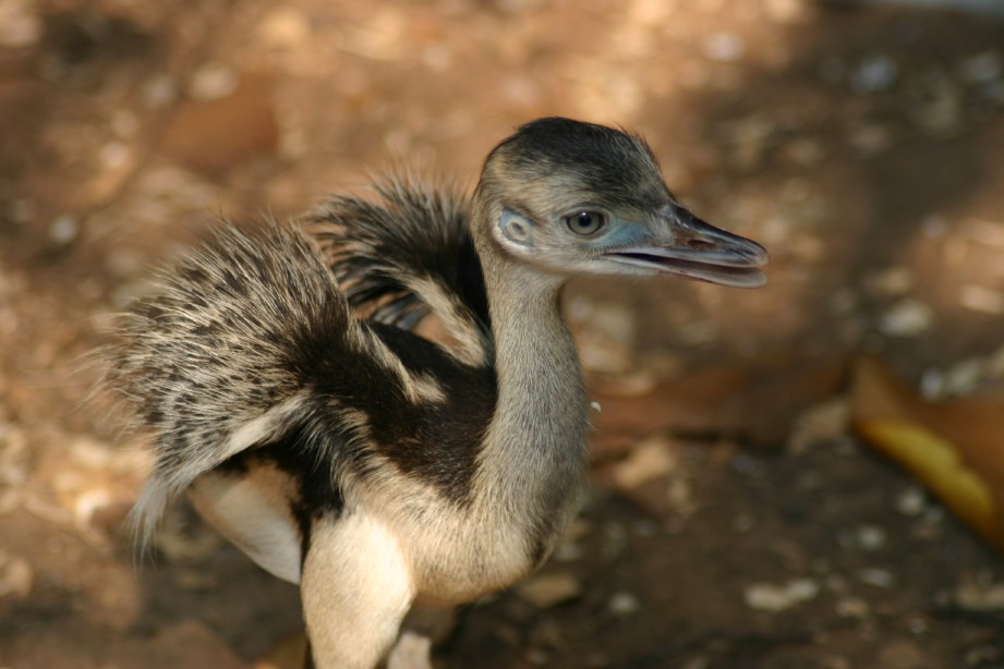 Rhea Chick