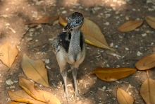 Rhea Chick