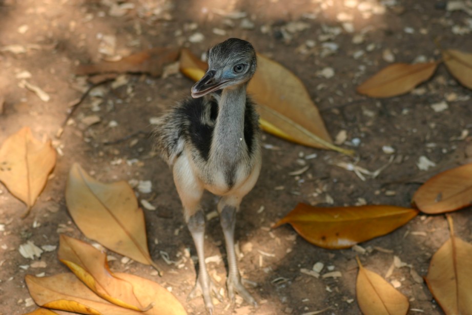 Rhea Chick