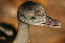 Rhea Chick