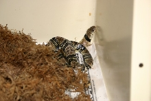 Juvie Water Cobra