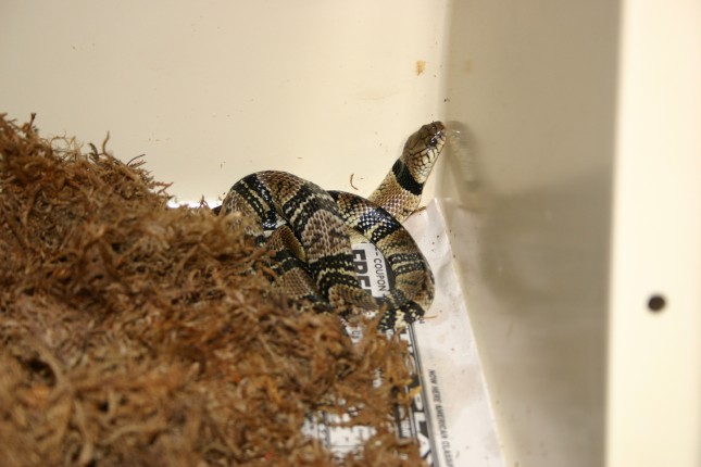 Juvie Water Cobra
