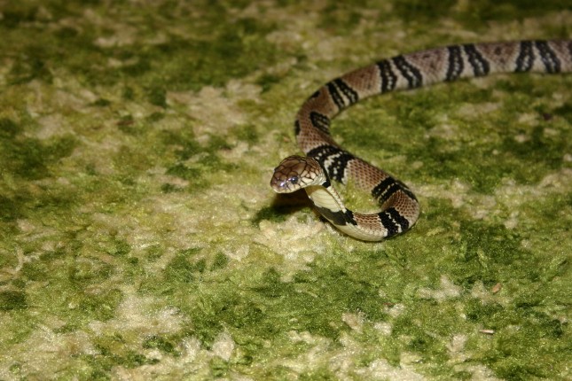 Juvie Water Cobra