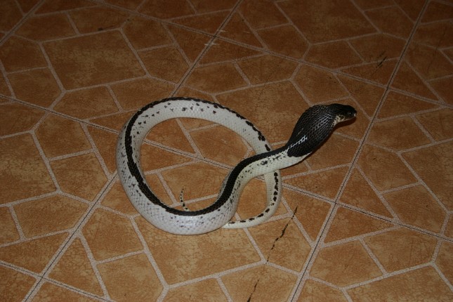 Male Black and White Spitter