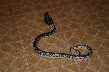 Female Black and White Spitter