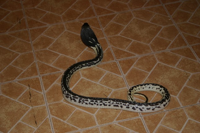 Female Black and White Spitter