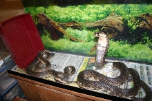Egyptian Pair
