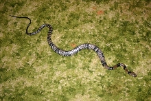 Water Cobra