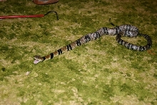 Water Cobra