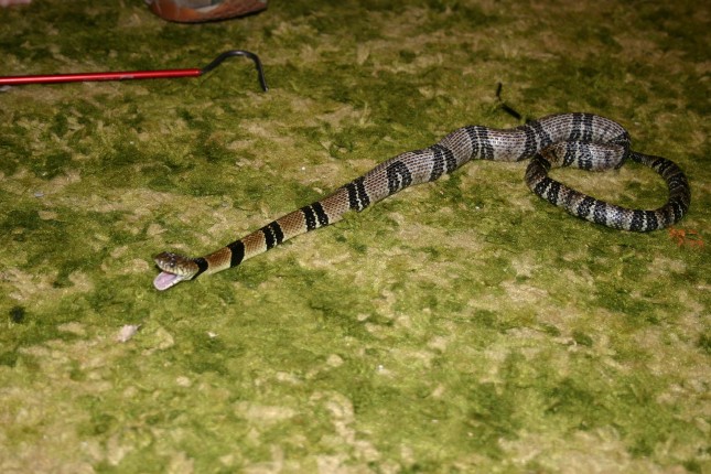 Water Cobra