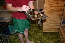 Female Barneck