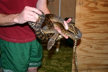 Female Barneck