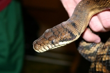 Female Barneck