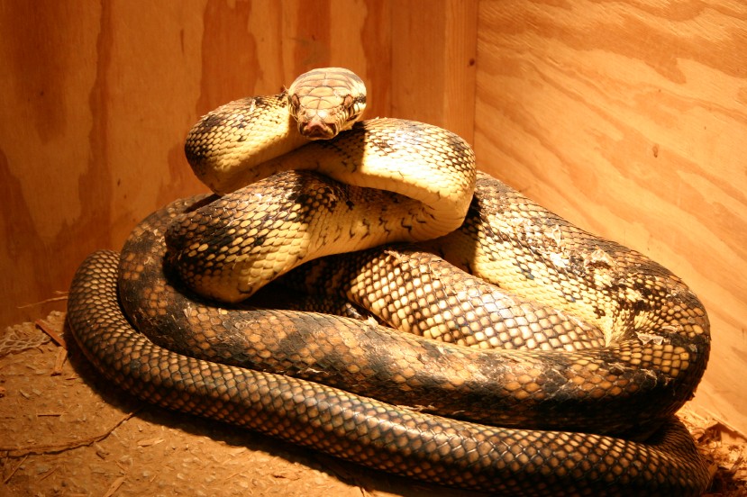 Male Barneck