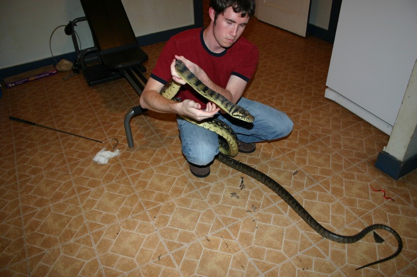 Male Barneck