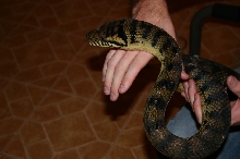Male Barneck