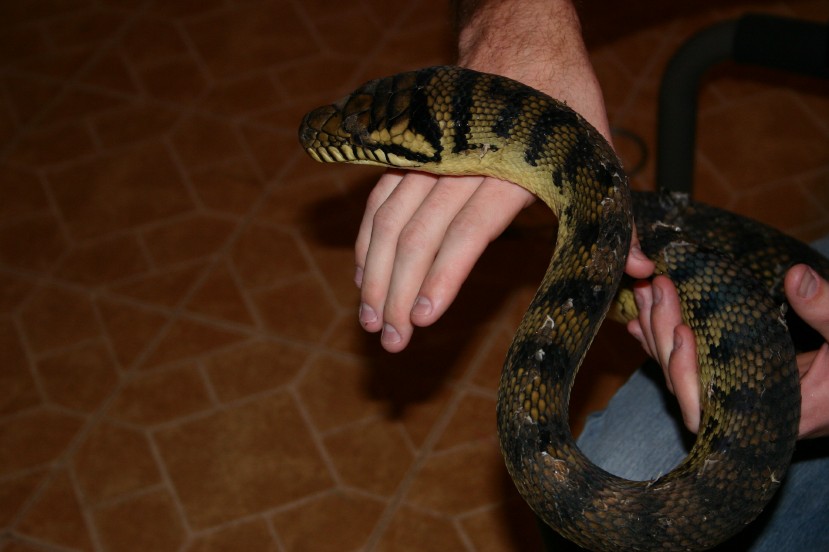 Male Barneck
