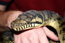Male Barneck