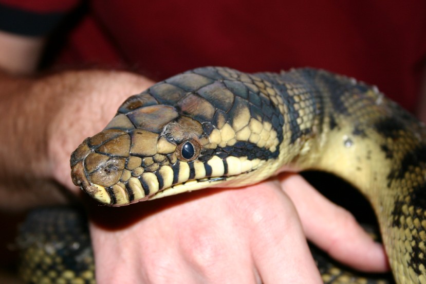 Male Barneck