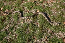 Female Carpet