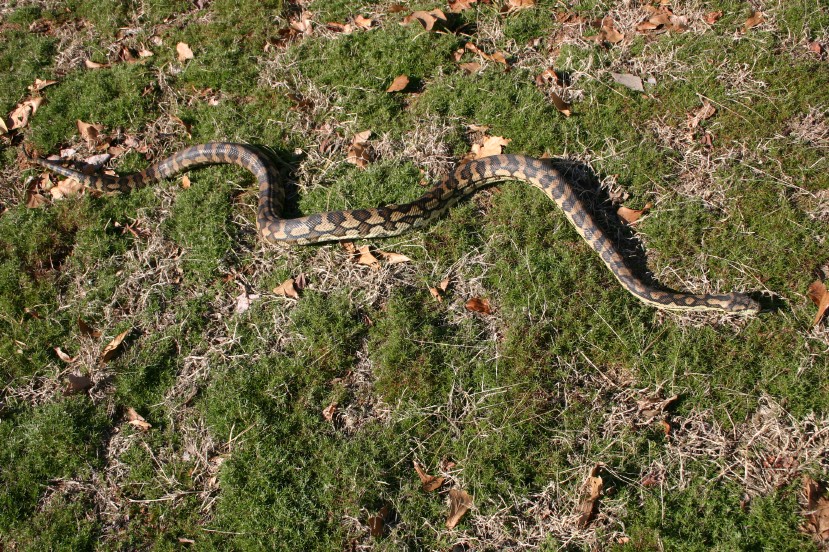 Female Carpet