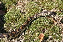 Female Carpet