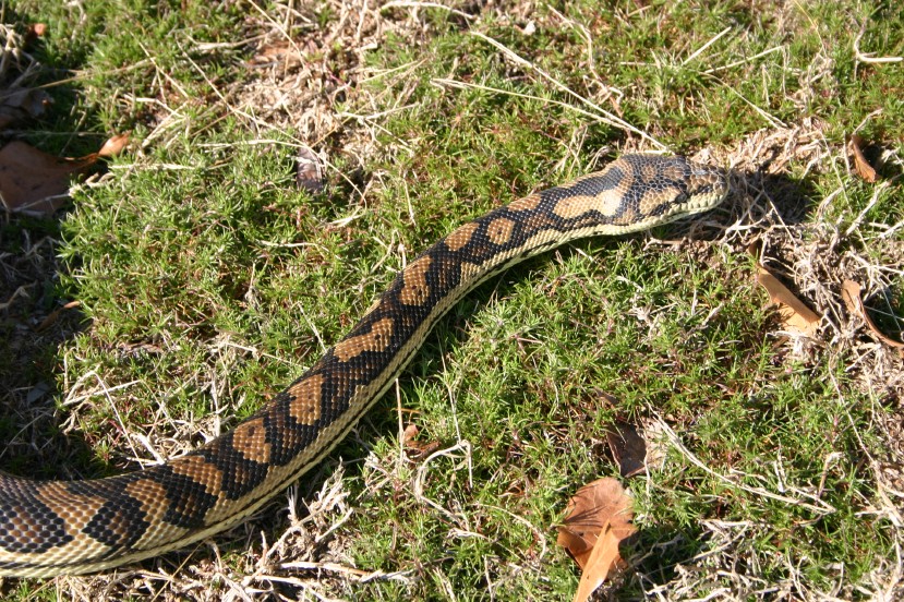Female Carpet