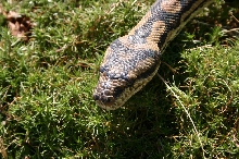 Female Carpet