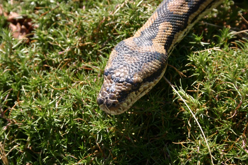 Female Carpet