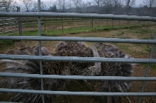 Ostrich Hen
