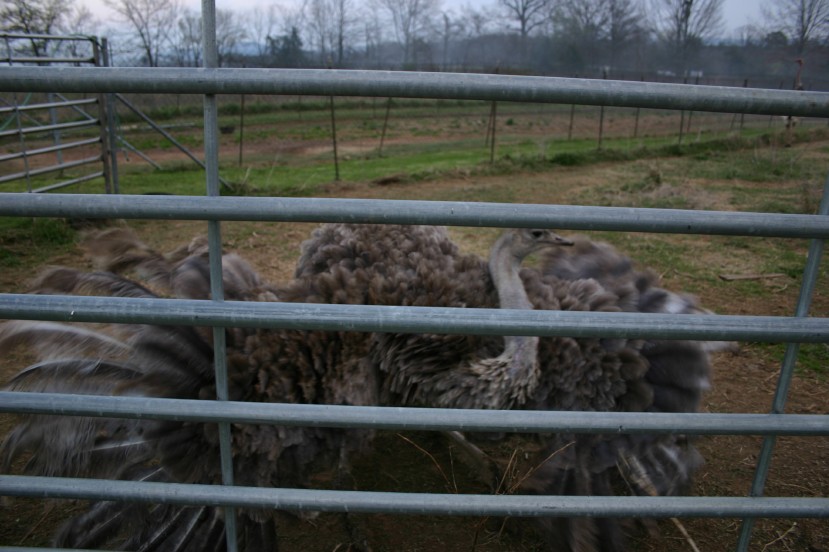 Ostrich Hen