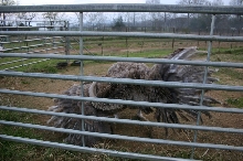Ostrich Hen