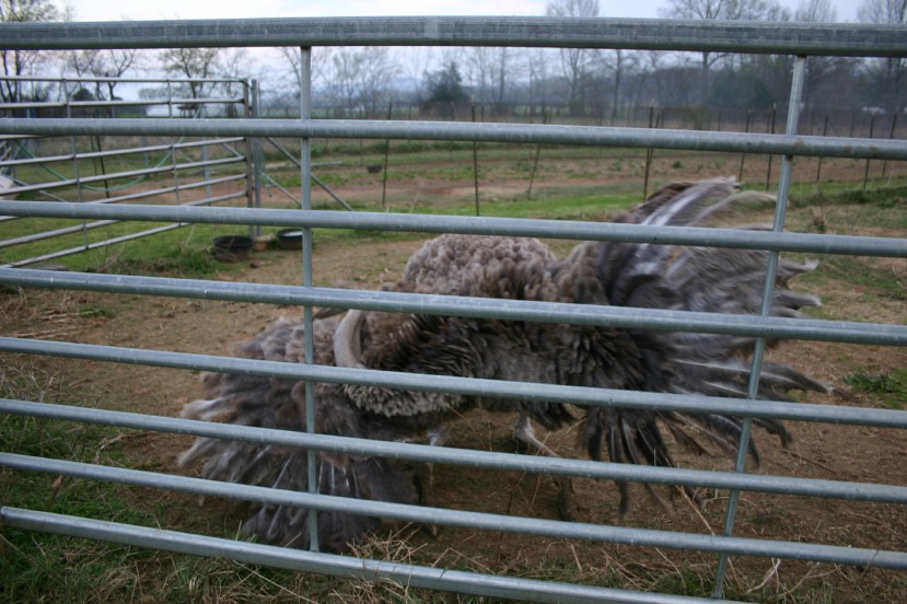 Ostrich Hen