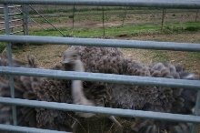 Ostrich Hen