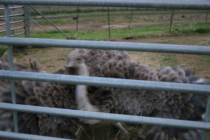 Ostrich Hen