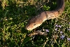 Smaller Male Olive