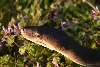 Smaller Male Olive