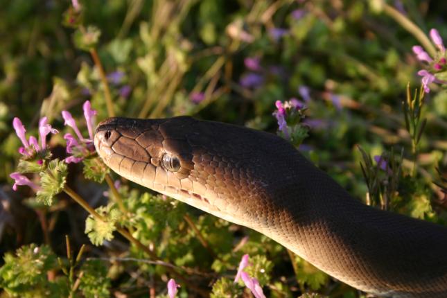 Smaller Male Olive