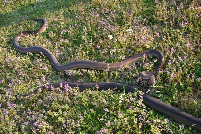 Smaller Male and Female Olives