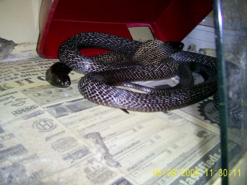 Black Paks
