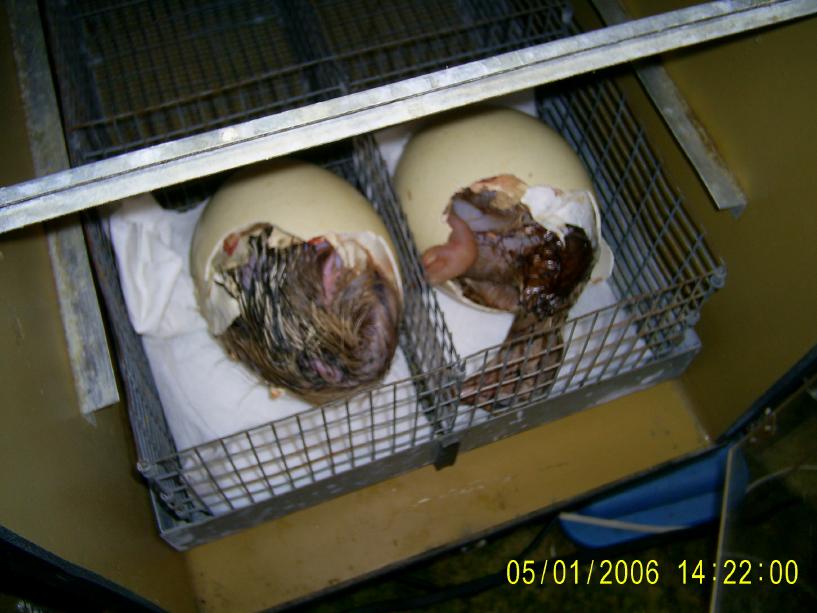 Ostrich Eggs Hatching