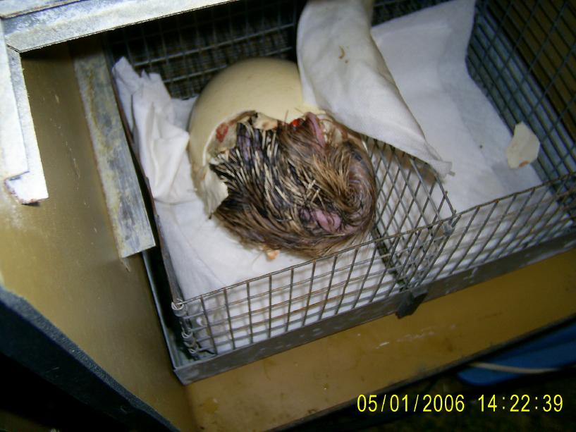 Ostrich Egg Hatching