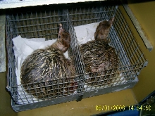 Freshly Hatched
