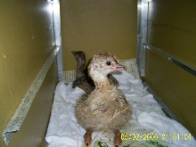 Ostrich Chick