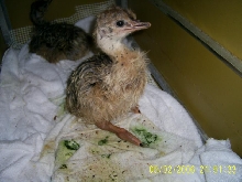 Ostrich Chick