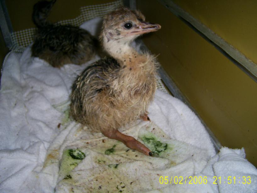Ostrich Chick