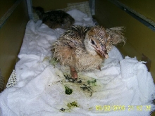 Ostrich Chick's First Steps