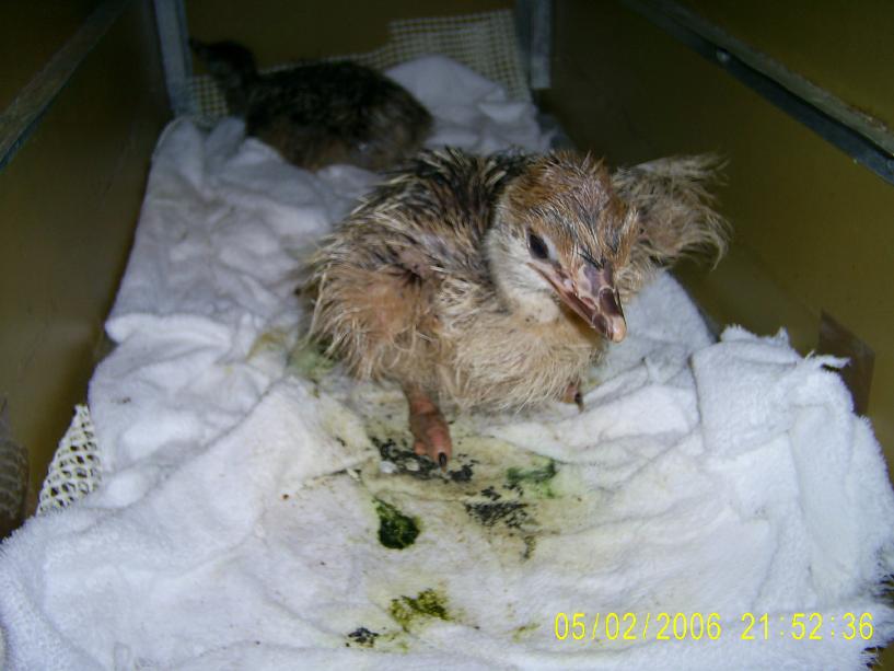 Ostrich Chick's First Steps