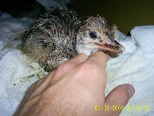 Ostrich Chick