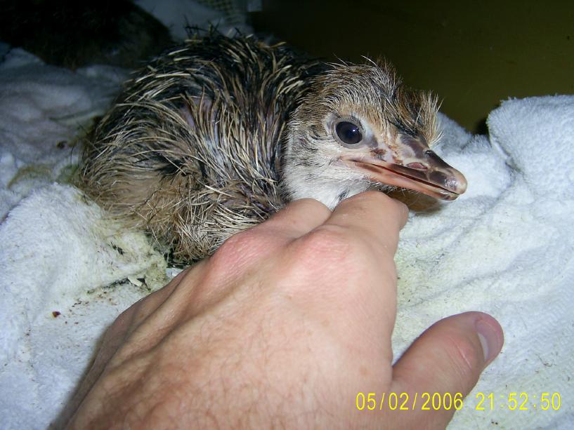 Ostrich Chick